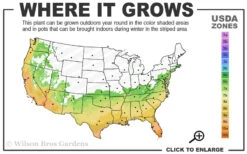 Angus Cold Hardy Eucalyptus Tree (Eucalyptus Nicholii) - 2 Gallon Pot -Wilson Bros Garden 6b 10b