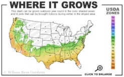 Delite Rabbiteye Blueberry - 1 Gallon Pot 8 Delite Rabbiteye Blueberry - 1 Gallon Pot -Wilson Bros Garden 6b 9b 20