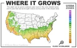 Vernon Rabbiteye Blueberry - 6 Pack Of 1 Gallon Pots -Wilson Bros Garden 6b 9b 26