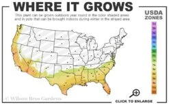 Divinely Blue Deodar Cedar Tree (Single Trunk Topiary) - 3 Gallon Pot -Wilson Bros Garden 7B 10B