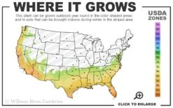 Dwarf Rupturewort Green Carpet - Herniaria Glabra - 5 Pack Of Pint Pots -Wilson Bros Garden 7a 10b 111