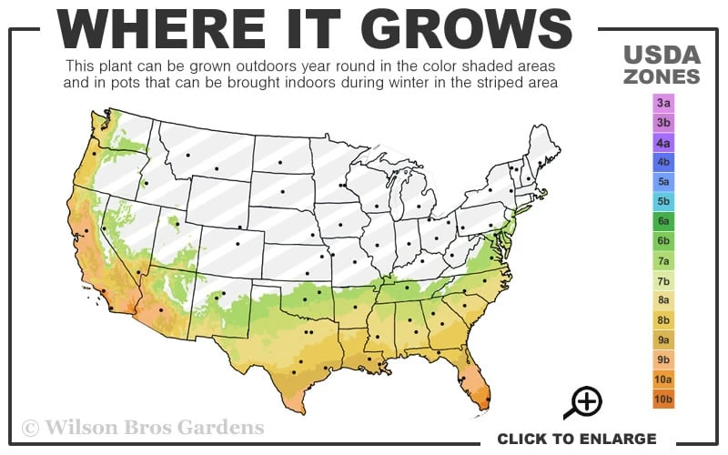 Spring Sonata Indian Hawthorne - 2 Gallon Pot 5 Spring Sonata Indian Hawthorne - 2 Gallon Pot - Image 3