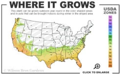 Texas Everbearing Fig Tree - 3 Gallon Pot 12 Texas Everbearing Fig Tree - 3 Gallon Pot -Wilson Bros Garden 7a 10b 60