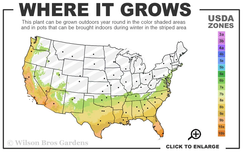 Texas Everbearing Fig Tree - 3 Gallon Pot 5 Texas Everbearing Fig Tree - 3 Gallon Pot - Image 3