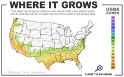 Brown Turkey Fig Tree - 2.5 Gallon Pot 12 Brown Turkey Fig Tree - 2.5 Gallon Pot -Wilson Bros Garden 7a 9b 64