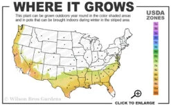 Alice Blue Rabbiteye Blueberry - 1 Gallon Pot 8 Alice Blue Rabbiteye Blueberry - 1 Gallon Pot -Wilson Bros Garden 7b 9b 11