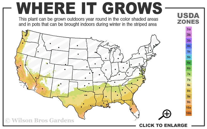 Baldwin Rabbiteye Blueberry - 6 Pack Of 1 Gallon Pots 5 Baldwin Rabbiteye Blueberry - 6 Pack Of 1 Gallon Pots - Image 3