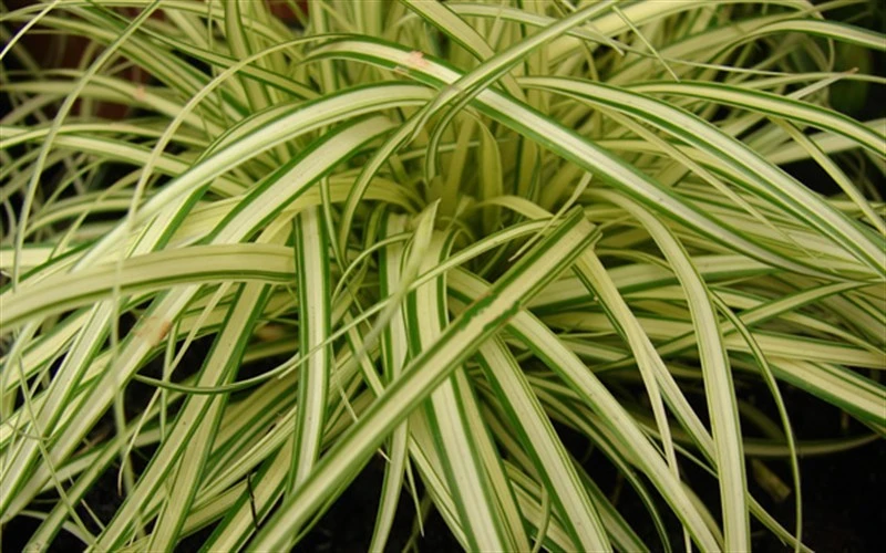 Evergold Japanese Sedge (Carex Hachijoensis) - 10 Pack Of Quart Pots 6 Evergold Japanese Sedge (Carex Hachijoensis) - 10 Pack Of Quart Pots - Image 4