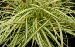 Evergold Japanese Sedge (Carex Hachijoensis) - 5 Pack Of Quart Pots 9 Evergold Japanese Sedge (Carex Hachijoensis) - 5 Pack Of Quart Pots -Wilson Bros Garden 8275 evergold carex