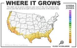 Black Mission Fig Tree - 3 Gallon Pot 10 Black Mission Fig Tree - 3 Gallon Pot -Wilson Bros Garden 8a 11 26