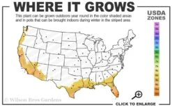 Twist Of Pink Oleander - 2 Gallon Pot -Wilson Bros Garden 8b 11