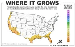 Summit Muscadine - 1 Gallon Pot -Wilson Bros Garden 8b 11 4