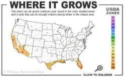 Little Lucky Hot Pink Lantana - 5 Pack Of Quart Pots 8 Little Lucky Hot Pink Lantana - 5 Pack Of Quart Pots -Wilson Bros Garden 9a 11 3