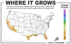 Blue My Mind Evolvulus (Blue Daze) - 1 Gallon Pot -Wilson Bros Garden 9a 11 8