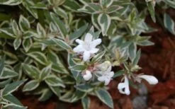 Confetti Dwarf Abelia - 3 Gallon Pot 14 Confetti Dwarf Abelia - 3 Gallon Pot -Wilson Bros Garden Abelia Confetti White Flowers