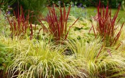 Golden Sweet Flag - Acorus Gramineus 'Ogon' - 1 Gallon Pot -Wilson Bros Garden Acorus Ogon 103