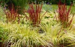 Golden Sweet Flag - Acorus Gramineus 'Ogon' - 8 Pack Of 1 Gallon Pots -Wilson Bros Garden Acorus Ogon 103 8