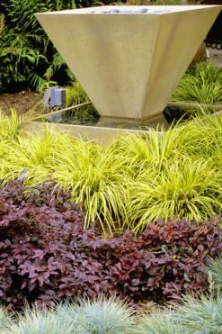 Golden Sweet Flag (Acorus Gramineus 'Ogon') - 6 Pack Of Pint Pots -Wilson Bros Garden Acorus Ogon 104 4