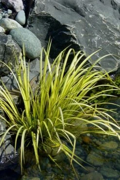 Golden Sweet Flag - Acorus Gramineus 'Ogon' - 8 Pack Of 1 Gallon Pots -Wilson Bros Garden Acorus Ogon 105 1