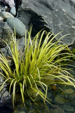 Golden Sweet Flag (Acorus Gramineus 'Ogon') - 5 Pack Of Quart Pots -Wilson Bros Garden Acorus Ogon 105 6