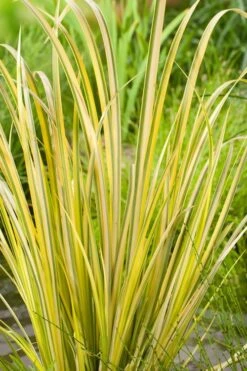 Golden Variegated Sweet Flag - Acorus Gramineus 'Oborozuki' - 18 Count Flats Of Pint Pots 8 Golden Variegated Sweet Flag - Acorus Gramineus 'Oborozuki' - 18 Count Flats Of Pint Pots -Wilson Bros Garden Acorus Sweet Flag Variegated 500x750 1