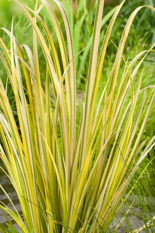 Golden Variegated Sweet Flag - Acorus Gramineus 'Oborozuki' - 18 Count Flats Of Pint Pots 5 Golden Variegated Sweet Flag - Acorus Gramineus 'Oborozuki' - 18 Count Flats Of Pint Pots - Image 3