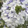 Indigo Frost Agapanthus - 1 Gallon Pot 1 Indigo Frost Agapanthus - 1 Gallon Pot -Wilson Bros Garden Agapanthus Indigo Frost 2