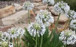 Queen Mum Agapanthus - 2 Gallon Pot -Wilson Bros Garden Agapanthus Queen Mum 1
