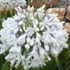 Queen Mum Agapanthus - 2 Gallon Pot 1 Queen Mum Agapanthus - 2 Gallon Pot -Wilson Bros Garden Agapanthus Queen Mum 10