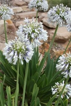 Queen Mum Agapanthus - 2 Gallon Pot -Wilson Bros Garden Agapanthus Queen Mum 500x750 1