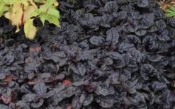 Black Scallop Ajuga Bugleweed - 10 Pack Of Pint Pots -Wilson Bros Garden Ajuga Black Scallop 50