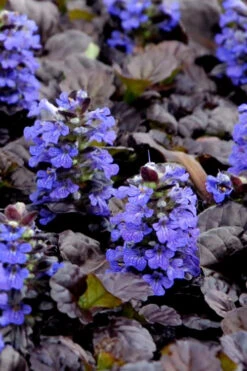 Black Scallop Ajuga Bugleweed - 10 Pack Of Pint Pots -Wilson Bros Garden Ajuga Black Scallop Rev 500x750 1