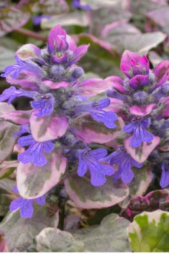 Burgundy Glow Ajuga - Bugleweed - 18 Pack Of 4" Pint Pots
