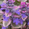 Burgundy Glow Ajuga - Bugleweed - 10 Count Flat Of 4" Pint Pots 1 Burgundy Glow Ajuga - Bugleweed - 10 Count Flat Of 4" Pint Pots -Wilson Bros Garden Ajuga Burgundy Glow 100 4