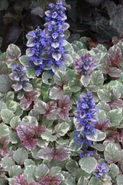 Burgundy Glow Ajuga - Bugleweed - 10 Count Flat Of 4" Pint Pots -Wilson Bros Garden Ajuga Burgundy Glow 500x750 1