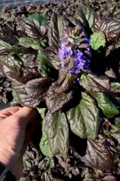 Catlins Giant Ajuga - Bugleweed - 1 Gallon Pot -Wilson Bros Garden Ajuga Catlins Giant 10 2