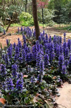 Catlins Giant Ajuga - Bugleweed - 10 Pack Of Pint Pots -Wilson Bros Garden Ajuga Catlins Giant 20 3