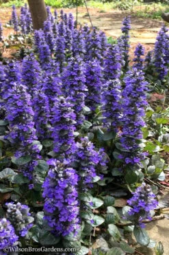 Catlins Giant Ajuga - Bugleweed - 18 Pack Of Pint Pots