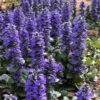 Catlins Giant Ajuga - Bugleweed - 10 Pack Of Pint Pots -Wilson Bros Garden Ajuga Catlins Giant 21 3