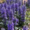 Catlins Giant Ajuga - Bugleweed - 6 Pack Of 3.5" Pint Pots -Wilson Bros Garden Ajuga Catlins Giant 21 4