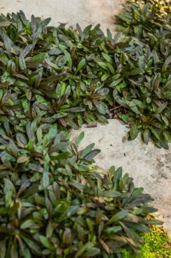 Chocolate Chip Ajuga (Bugleweed) - 5 Pack Of 4" Pint Pots -Wilson Bros Garden Ajuga Chocolate Chip 500x750 1