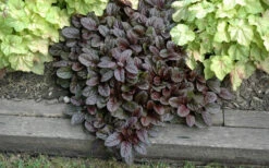 Mahogany Ajuga (Bugleweed) - 5 Pack Of Quart Pots -Wilson Bros Garden Ajuga Mahogany Landscape