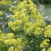 Thriller Lady's Mantle (Alchemilla Mollis) - 1 Gallon Pot 1 Thriller Lady's Mantle (Alchemilla Mollis) - 1 Gallon Pot -Wilson Bros Garden Alchemilla Mollis Thriller 1