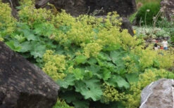 Thriller Lady's Mantle (Alchemilla Mollis) - 1 Gallon Pot -Wilson Bros Garden Alchemilla Mollis Thriller 2