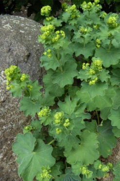 Thriller Lady's Mantle (Alchemilla Mollis) - 1 Gallon Pot -Wilson Bros Garden Alchemilla Mollis Thriller 4
