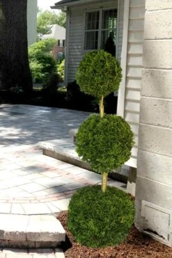 Emerald Green Arborvitae Poodle Tier Topiary (3 Ball) - 5 Gallon Pot -Wilson Bros Garden Arborvitae Emerald Green 3 Ball Poodle Tier 2 1