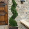 Emerald Green Arborvitae Spiral Topiary - 5 Gallon Pot (3-4') -Wilson Bros Garden Arborvitae Emerald Green Spiral 6