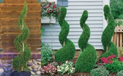 Emerald Green Arborvitae Spiral Topiary - 7 Gallon Pot -Wilson Bros Garden Arborvitae Emerald Green Spiral 800x500 2