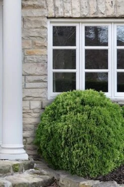 Planet Earth Arborvitae - 3 Gallon Pot -Wilson Bros Garden Arborvitae Woodwardii Globe 12