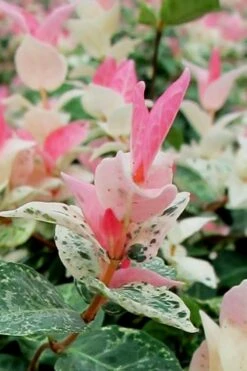 Snow N Summer Asiatic Jasmine - 6 Pack Of 1 Gallon Pots -Wilson Bros Garden Asian Jasmine Snow N Summer 16 1